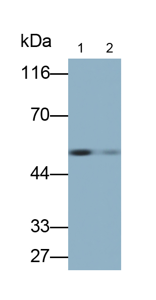 Polyclonal Antibody to Heparanase (HPSE)