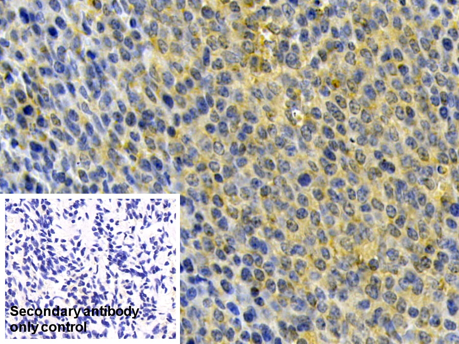 Polyclonal Antibody to Heparanase (HPSE)