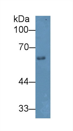 Polyclonal Antibody to Heparanase (HPSE)