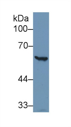 Polyclonal Antibody to Glucose-6-phosphate Dehydrogenase (G6PD)