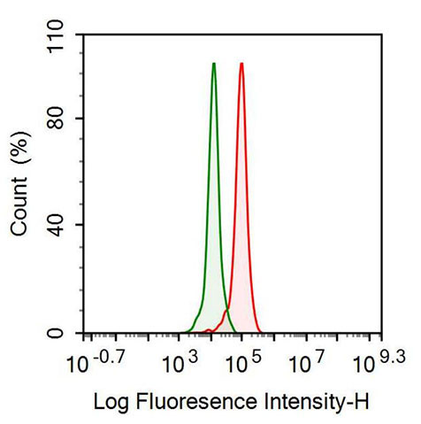 Polyclonal Antibody to Glucose-6-phosphate Dehydrogenase (G6PD)