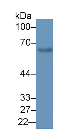 Polyclonal Antibody to Glucose-6-phosphate Dehydrogenase (G6PD)