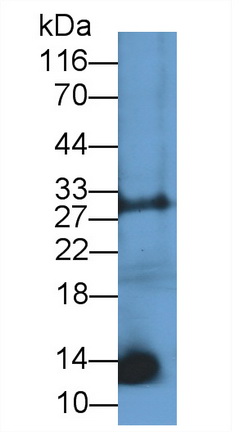 Polyclonal Antibody to C-Type Natriuretic Peptide (CNP)