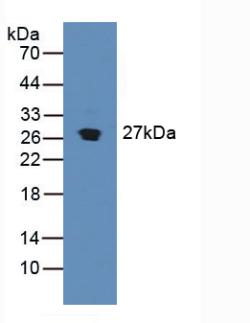 Polyclonal Antibody to Stromal Cell Derived Factor 4 (SDF4)