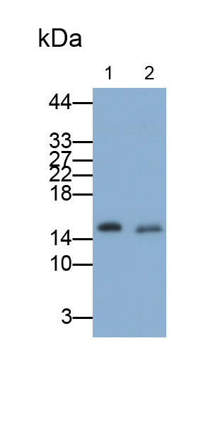 Polyclonal Antibody to Prealbumin (PALB)