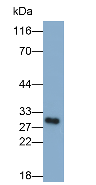 Polyclonal Antibody to Fibroblast Growth Factor 23 (FGF23)