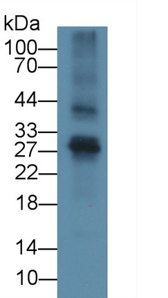 Polyclonal Antibody to Fibroblast Growth Factor 23 (FGF23)