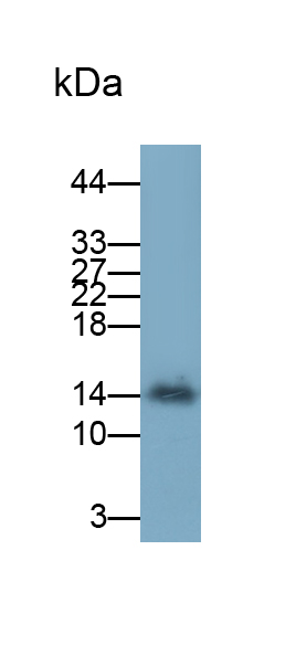 Polyclonal Antibody to Trefoil Factor 2 (TFF2)