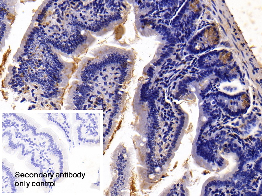 Polyclonal Antibody to Trefoil Factor 2 (TFF2)