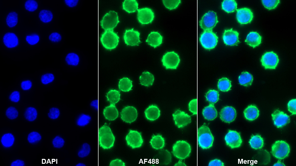 Polyclonal Antibody to Cluster Of Differentiation 38 (CD38)