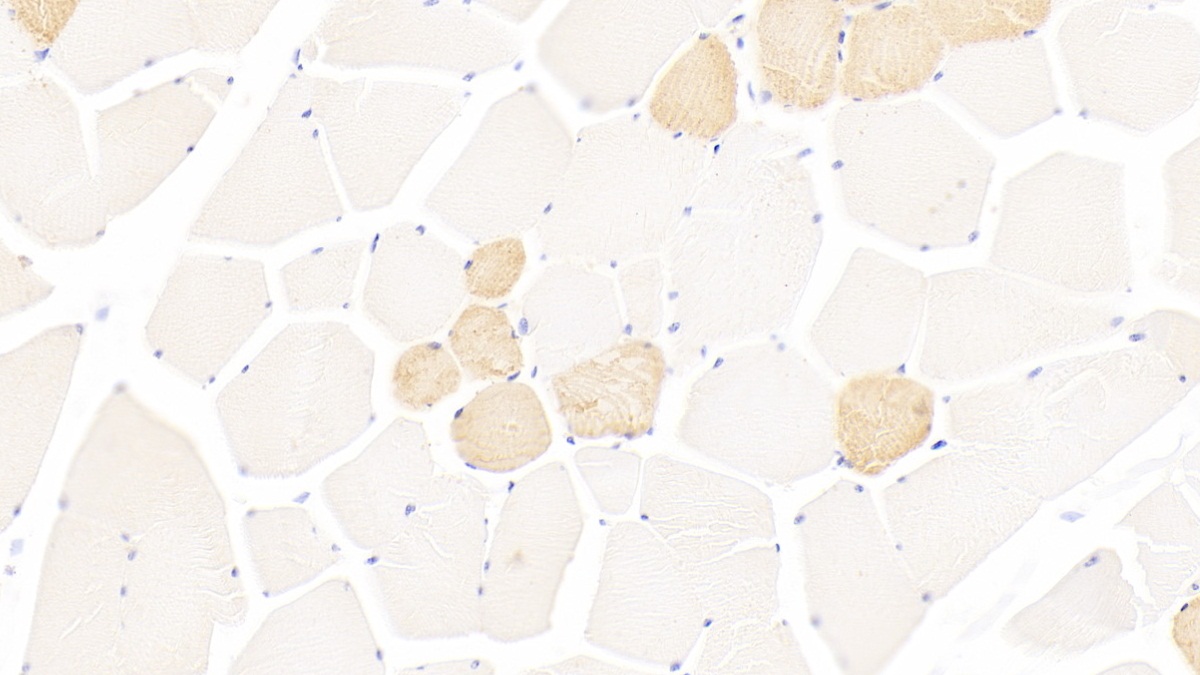 Polyclonal Antibody to Myosin Heavy Chain 1 (MYH1)