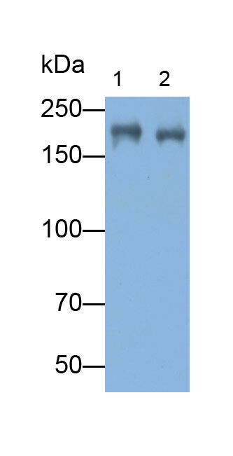 Polyclonal Antibody to Myosin Heavy Chain 1 (MYH1)