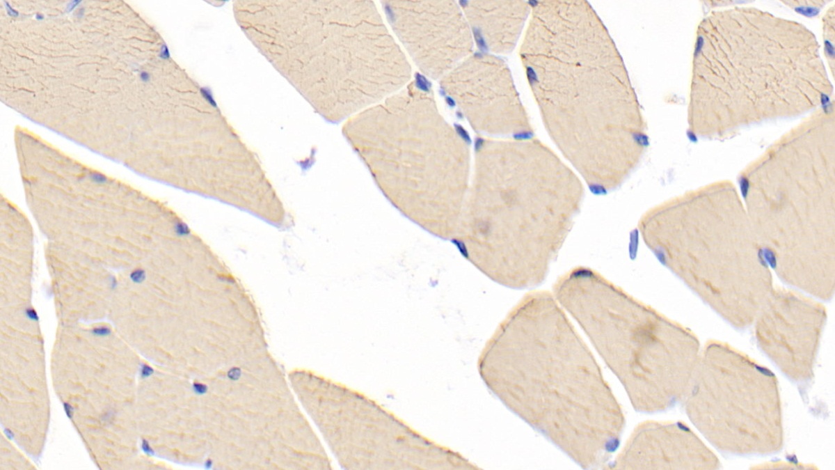 Polyclonal Antibody to Myosin Heavy Chain 1 (MYH1)