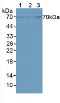 Polyclonal Antibody to Forkhead Box Protein O1 (FOXO1)