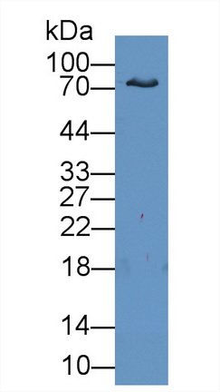 Polyclonal Antibody to Lactoferrin (LTF)