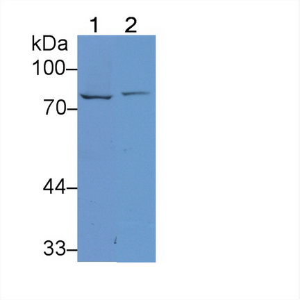 Polyclonal Antibody to Lactoferrin (LTF)