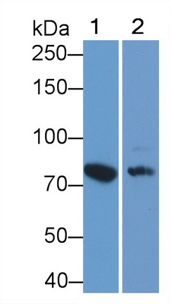 Polyclonal Antibody to Lactoferrin (LTF)