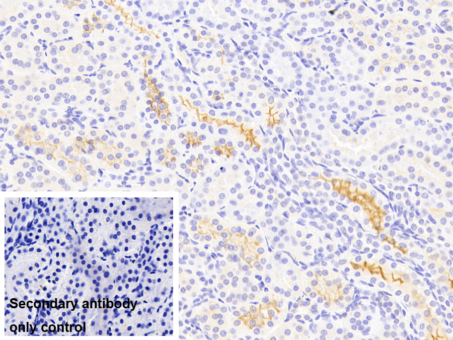 Polyclonal Antibody to Kidney Injury Molecule 1 (Kim1)