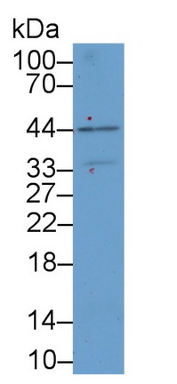 Polyclonal Antibody to Kidney Injury Molecule 1 (Kim1)