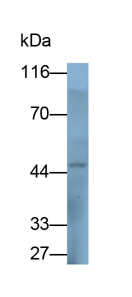 Polyclonal Antibody to Programmed Cell Death Protein 1 Ligand 1 (PDL1)