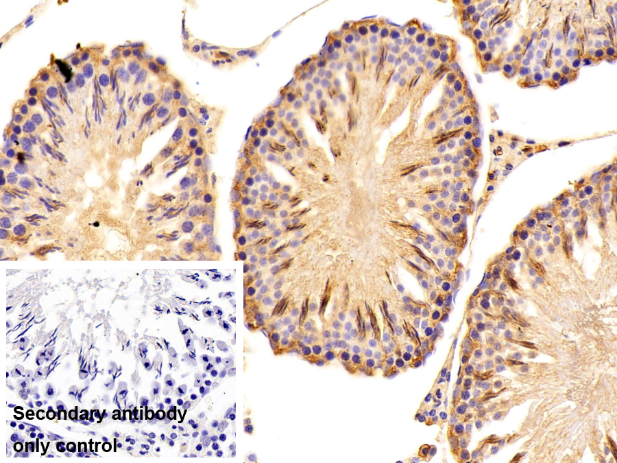 Polyclonal Antibody to Osteonectin (ON)