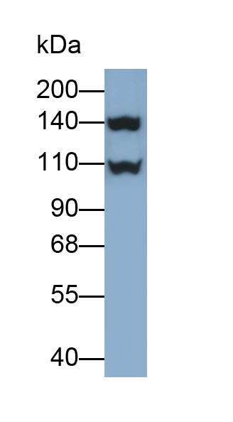 Polyclonal Antibody to Nitric Oxide Synthase 1, Neuronal (NOS1)