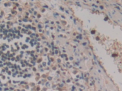 Polyclonal Antibody to Haptoglobin (Hpt)