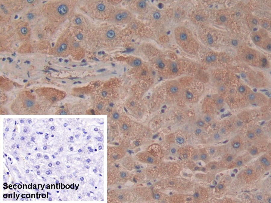 Polyclonal Antibody to Haptoglobin (Hpt)