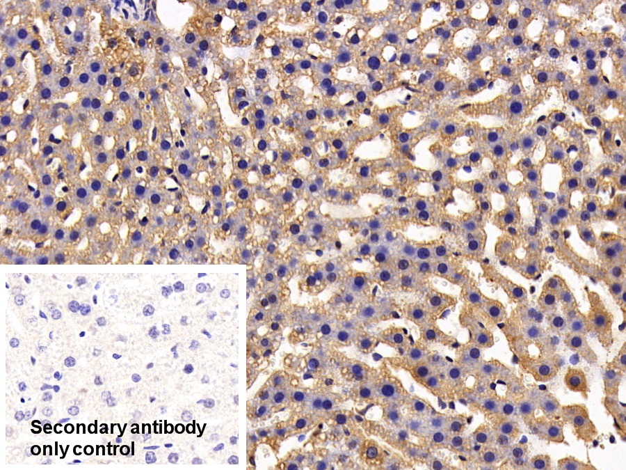 Polyclonal Antibody to Haptoglobin (Hpt)