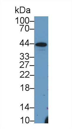 Polyclonal Antibody to Haptoglobin (Hpt)