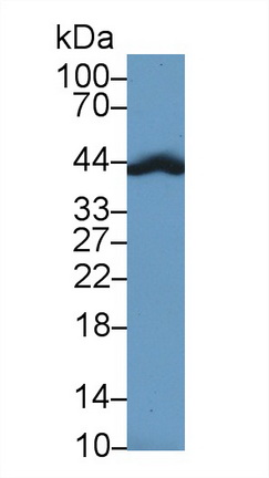 Polyclonal Antibody to Haptoglobin (Hpt)