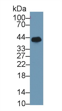 Polyclonal Antibody to Haptoglobin (Hpt)