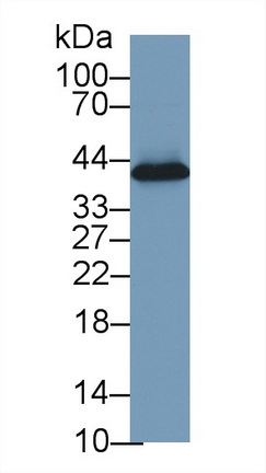 Polyclonal Antibody to Haptoglobin (Hpt)