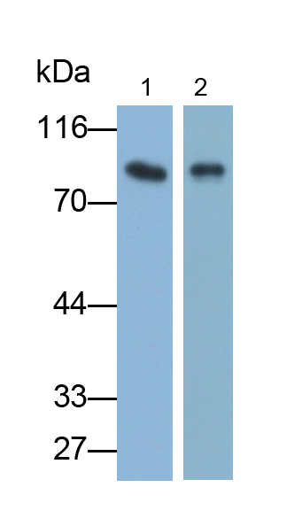 Polyclonal Antibody to Coagulation Factor II (F2)
