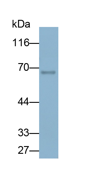 Polyclonal Antibody to Coagulation Factor II (F2)