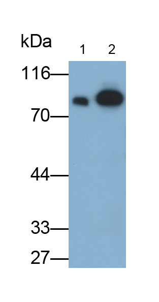 Polyclonal Antibody to Coagulation Factor II (F2)