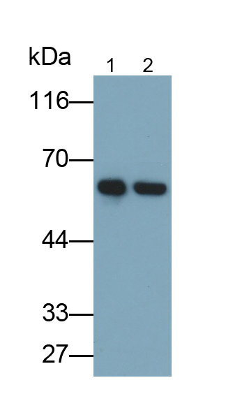 Polyclonal Antibody to Heat Shock Protein 60 (Hsp60)