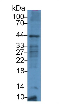 Polyclonal Antibody to Cluster Of Differentiation 86 (CD86)