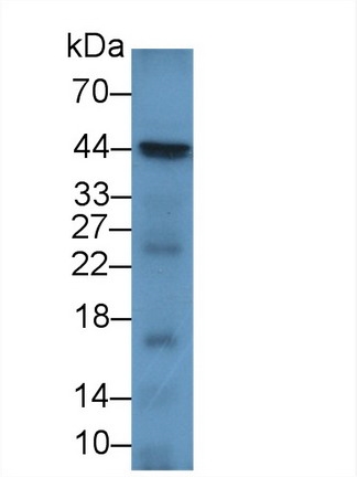 Polyclonal Antibody to Cluster Of Differentiation 86 (CD86)