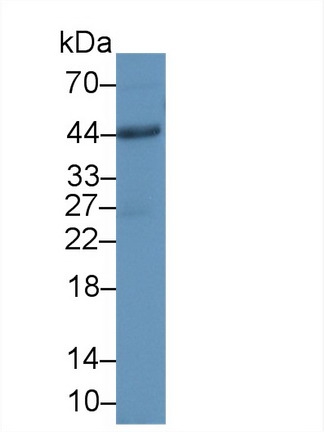 Polyclonal Antibody to Cluster Of Differentiation 86 (CD86)