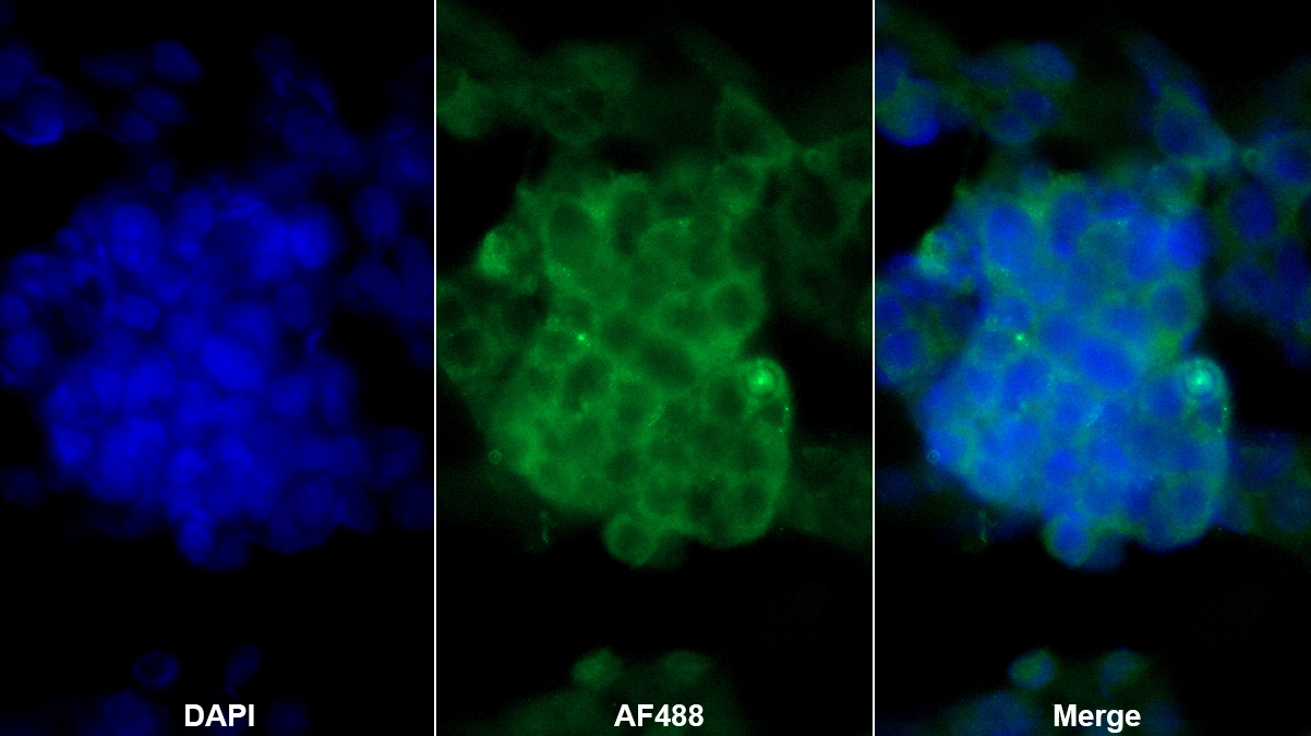 Polyclonal Antibody to Von Willebrand Factor (vWF)
