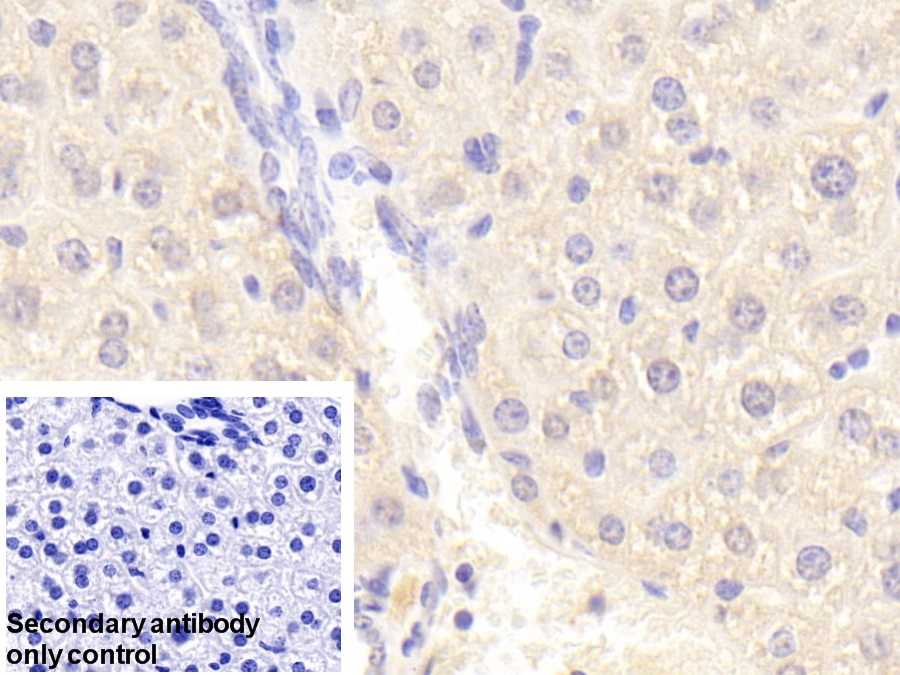 Polyclonal Antibody to Coagulation Factor X (F10)