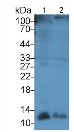 Polyclonal Antibody to Gonadotropin Releasing Hormone (GnRH)