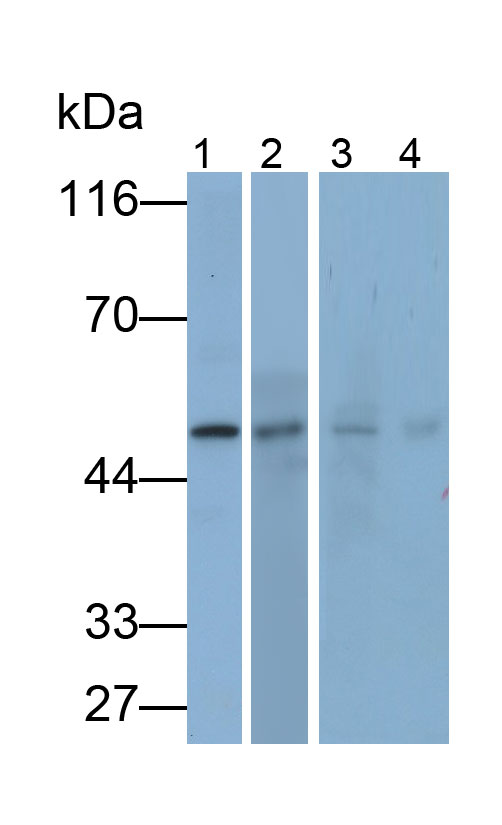 Polyclonal Antibody to Protease Activated Receptor 2 (PAR2)
