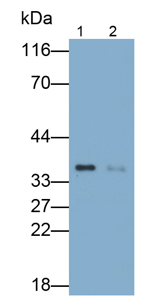 Polyclonal Antibody to Caspase 8 (CASP8)