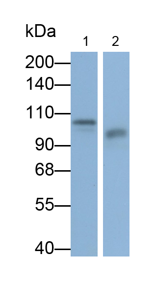 Polyclonal Antibody to Complement Component 2 (C2)