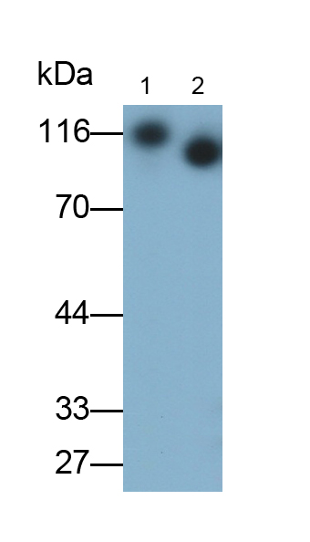 Polyclonal Antibody to Cluster Of Differentiation 26 (CD26)