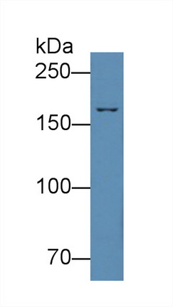 Polyclonal Antibody to Complement Component 4 (C4)