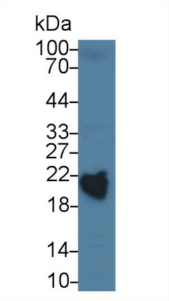 Polyclonal Antibody to Retinol Binding Protein 4 (RBP4)