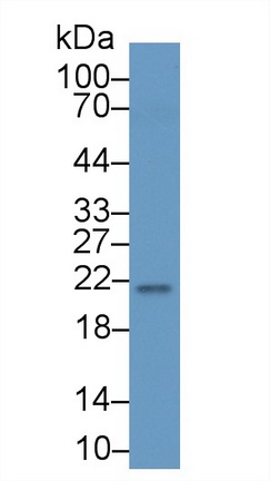 Polyclonal Antibody to Retinol Binding Protein 4 (RBP4)